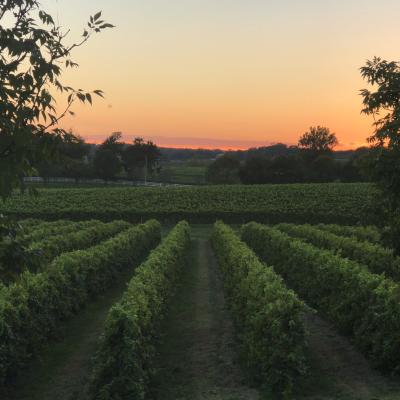 Crown Valley Vineyard in Missouri