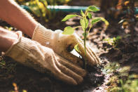 Los reclutadores pensarán que eres una persona detallista. Además, ser un apasionado de la jardinería puede suponer un valor muy importante en puestos relacionados con el medio ambiente o la sostenibilidad. (Foto: Getty Images).