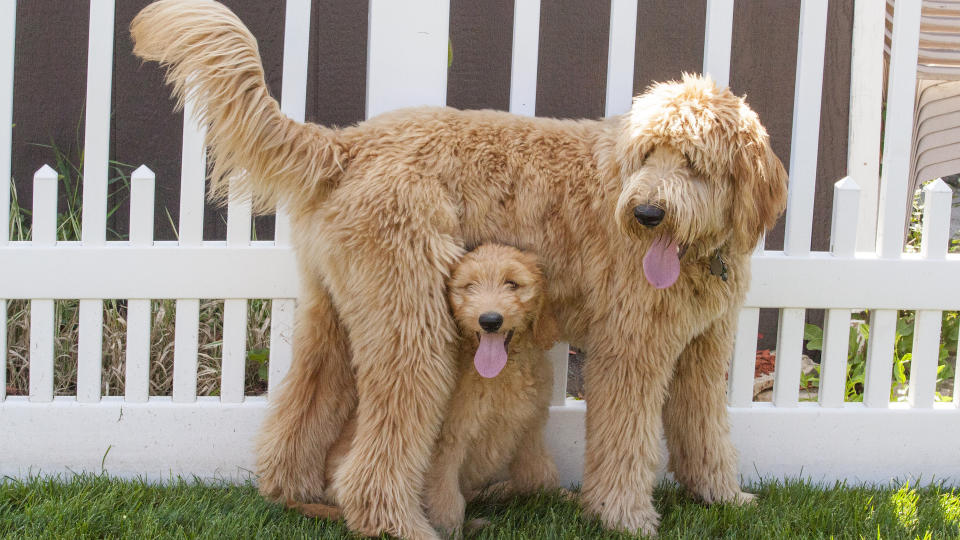 Poodle cross, goldendoodle