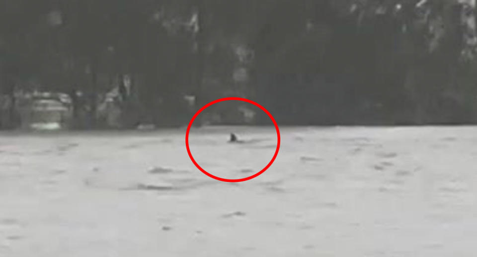 Pictured is a fin-shaped object poking out of water at Narrabeen lagoon. Source: Instagram