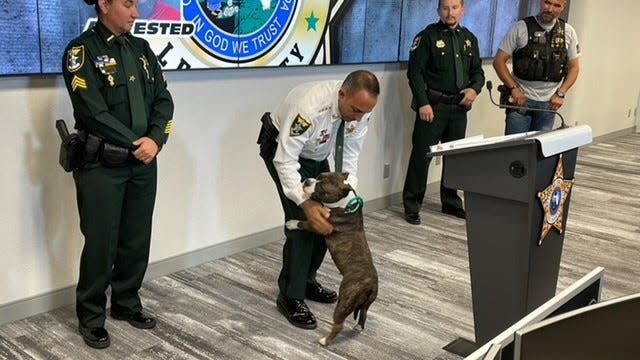 Lee County Sheriff Carmine Marceno pets Sheeba, a female bulldog-mixed-breed canine involved in an abuse case and  now the focus of an ownership lawsuit filed Tuesday by the sheriff.