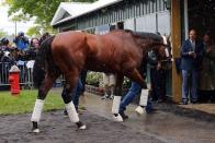 Jun 2, 2015; Elmont, NY, USA; American Pharoah arrives at Belmont Park. Mandatory Credit: Anthony Gruppuso-USA TODAY Sports