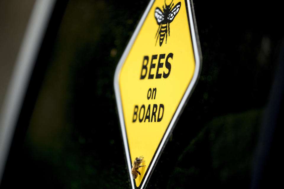 A bee rests on a yellow sign that reads "Bees on Board" on beekeeper Sean Kennedy's truck as he helps capture a swarm of honey bees and relocate them to a bee hive, Friday, May 1, 2020, in Washington. The District of Columbia has declared beekeepers as essential workers during the coronavirus outbreak. If the swarm isn’t collected by a beekeeper, the new hive can come to settle in residential backyards, attics, crawlspaces, or other potentially ruinous areas, creating a stinging, scary nuisance. (AP Photo/Andrew Harnik)