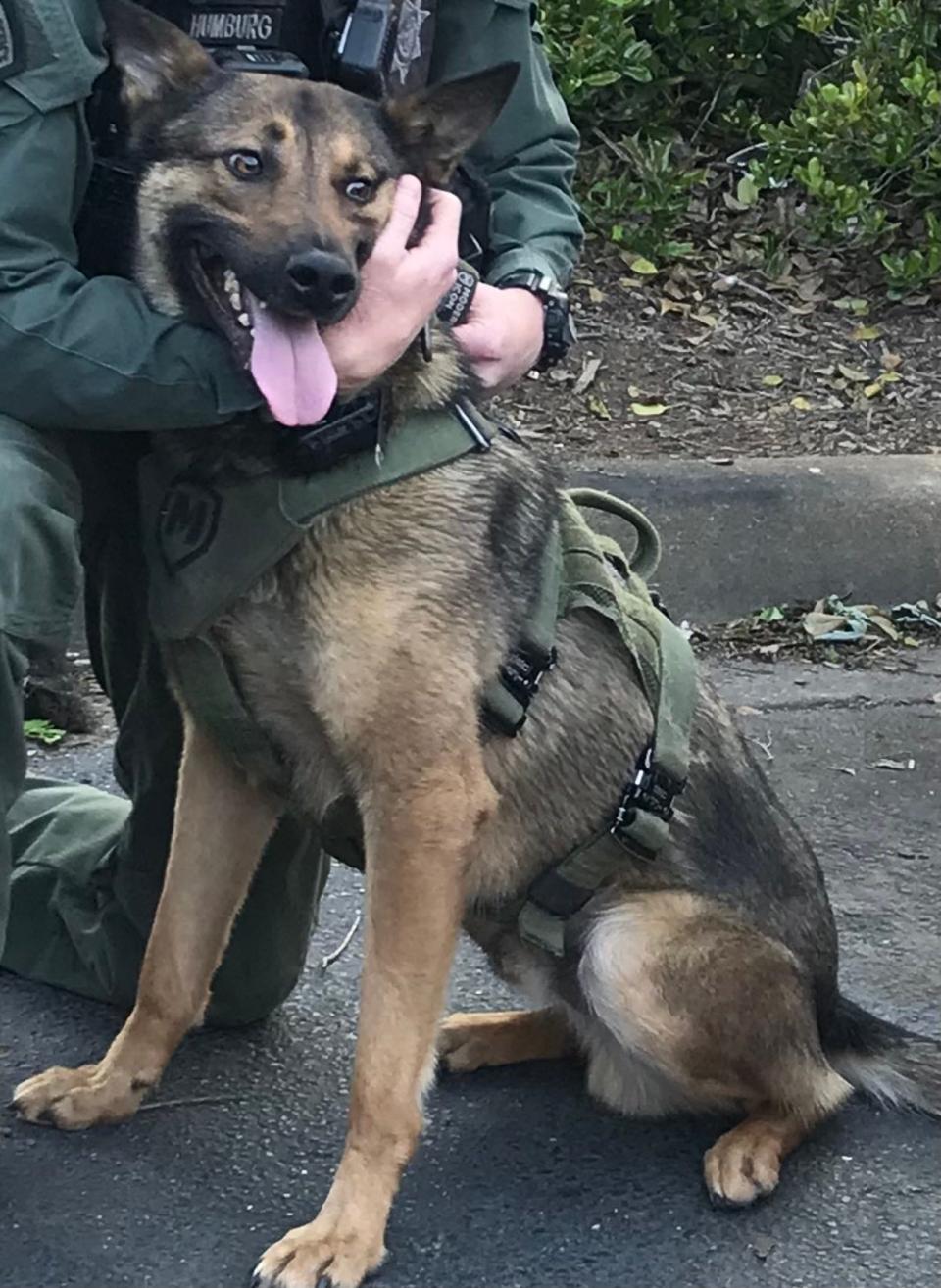 Greenville Police K-9 Nikos is expected to recover after being shot in the paw and the head.