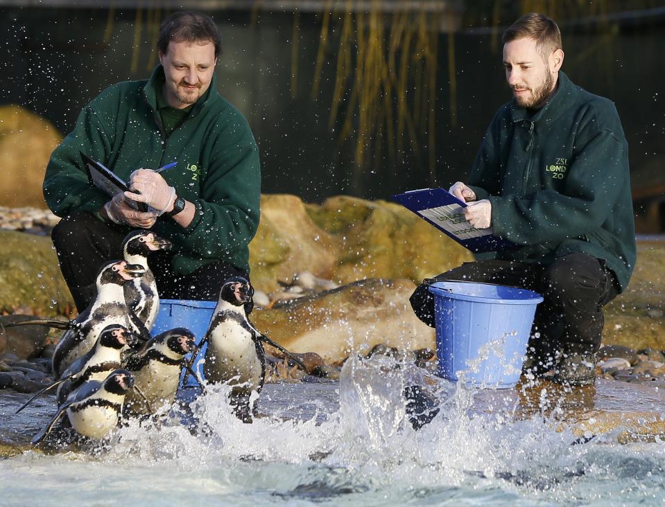 Penguins line up as keepers count them during a stocktake at London Zoo, Thursday, Jan. 2, 2014. Home to more than 850 different species, London zookeepers welcomed in the New Year armed with clipboards as they made a note of every single animal. The compulsory annual count is required as part of ZSL London Zoo’s zoo license, and every creature, from the tiny leaf cutter ants to the huge silverback gorilla is duly noted.(AP Photo/Kirsty Wigglesworth)