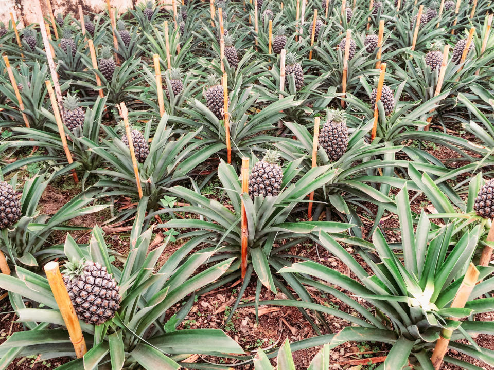 row of pineapples in the ground