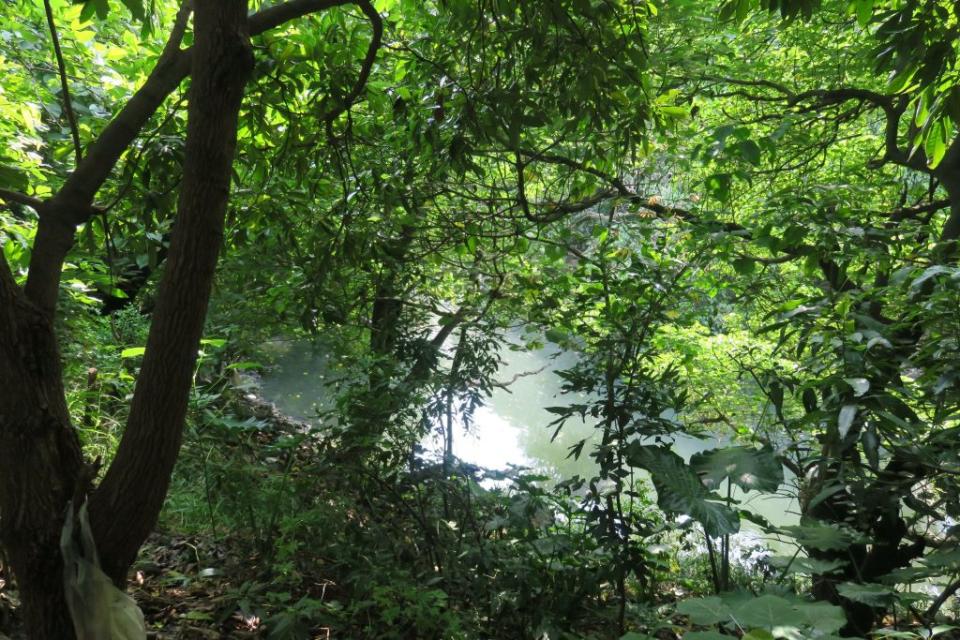 哈赫拿爾溪水清澈，林相豐富，重現府城水文促進會提報文化景觀保留。（記者楊淑芬攝）