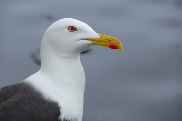 Seagull