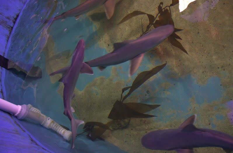 More than half a dozen sharks are recovering at an aquarium after being found swimming in a pool inside of a New York home's basement. (Photo: New York State Department of Environmental Conservation)