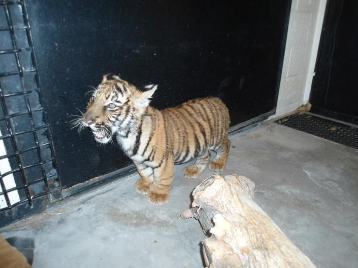 A Bengal tiger found on Tuesday, Jan. 10, 2023 in New Mexico.