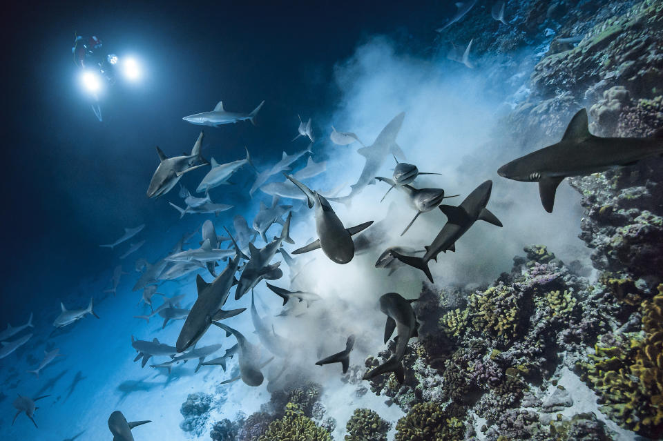 <p>Laurent Ballesta’s images show the glimmering gray reef sharks hunting in swift packs, flying through the water and feasting on the likes of helpless grouper. (Photo: Caters News) </p>