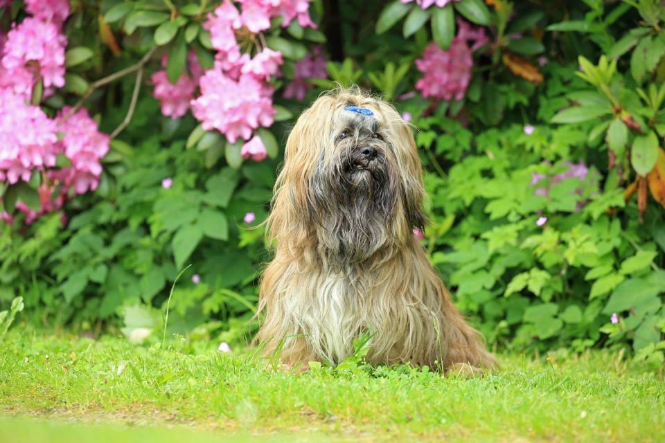 dog, lhasa apso smallest dog breeds