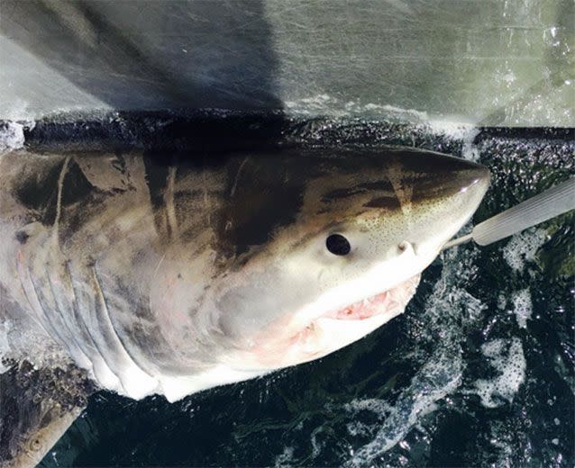 A 2.72m great white was tagged and released off South Ballina. Picture: SharkSmart/Twitter