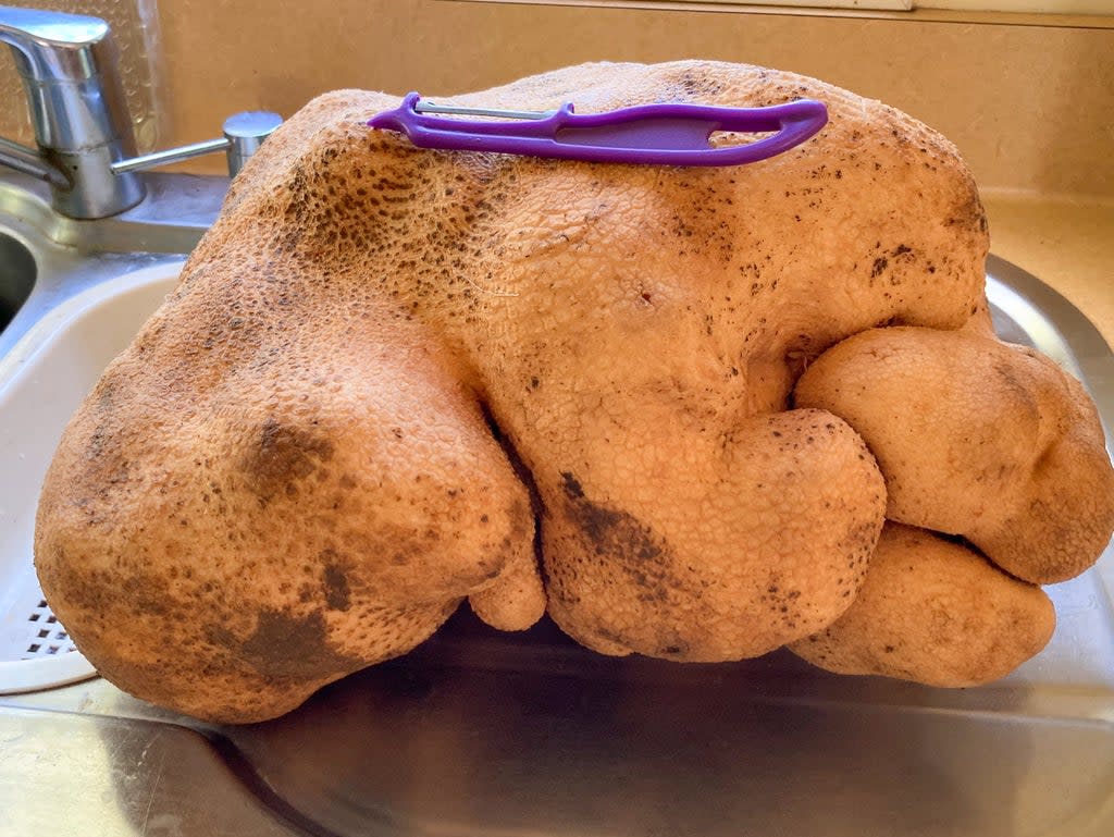 ‘Dug’ is not the world’s largest potato (AP)