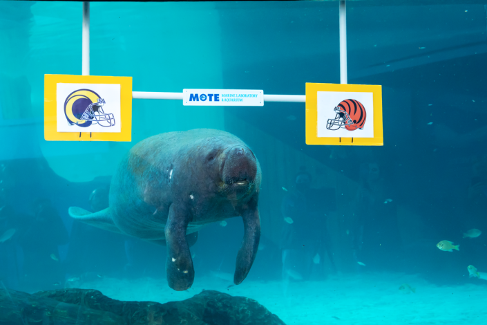 Hugh the manatee moves toward the Bengals logo as his pick for the 2022 Super Bowl winner, an annual tradition at Mote Marine Lab in Sarasota.