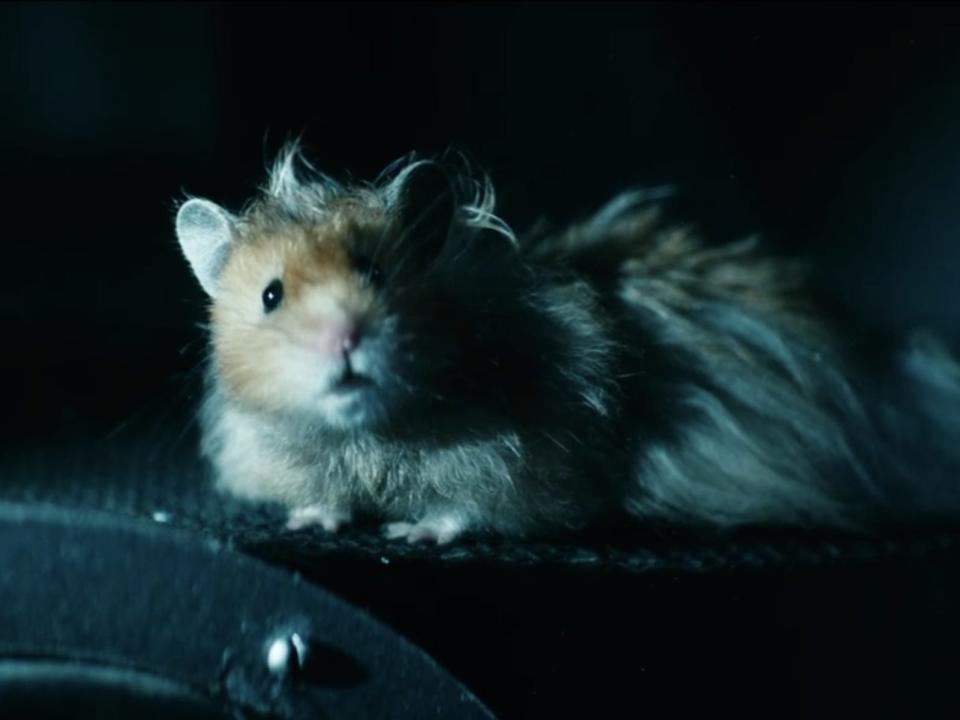 A hamster named Jamie seen in season three, episode four of "The Boys."