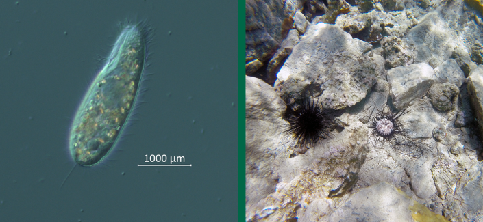 On the left, a ciliate culture viewed under the microscope. On the right, an infected sea urchin is seen next to a healthy one in St. John in April 2022.&nbsp; / Credit: Makenzie Kerr, USF College of Marine Science (left) &amp; Ian Hewson, Cornell University (right)