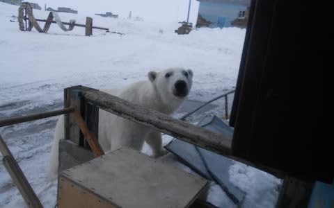 A curious polar bear visits the Amderma meteorological station - Credit: Lyudmila Maksimova