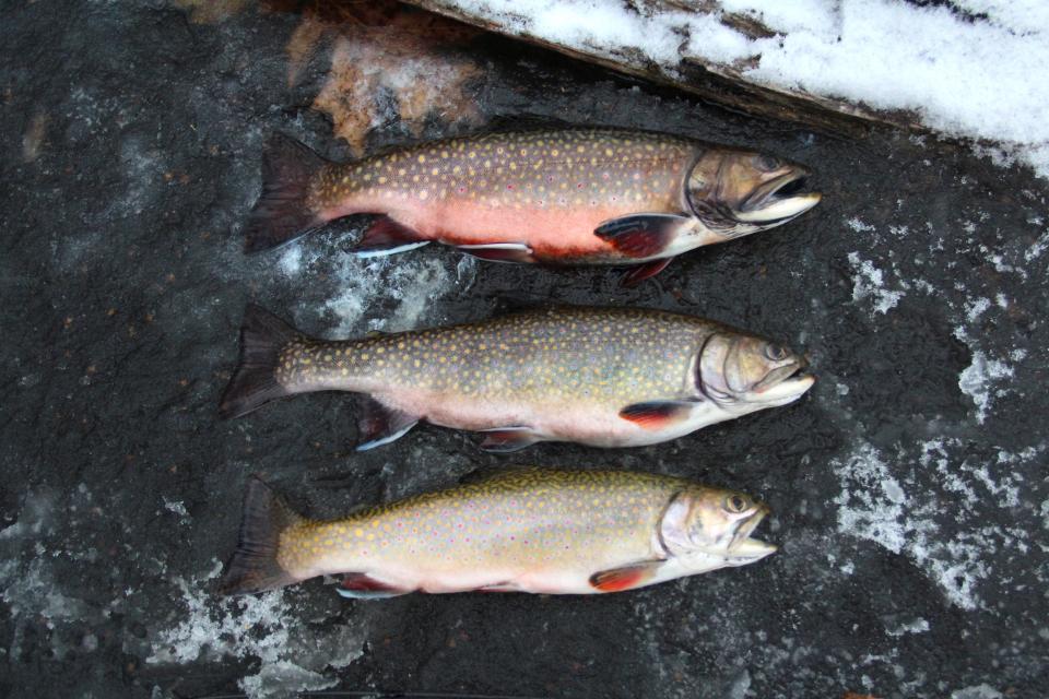 Brook trout are among the fish sought by ice fishermen in the Midwest.