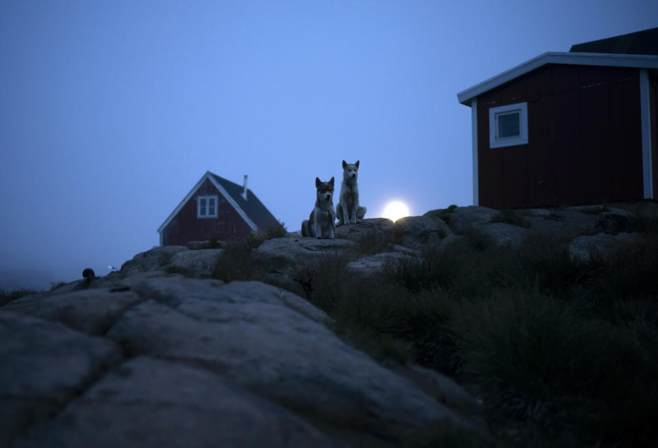 Dogs sit outside a home in Kulusuk, Greenland, early Thursday, Aug. 15, 2019. Greenland has been melting faster in the last decade and this summer, it has seen two of the biggest melts on record since 2012. (AP Photo/Felipe Dana)