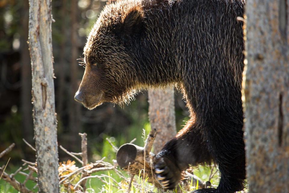 A grizzly walks through the woods.