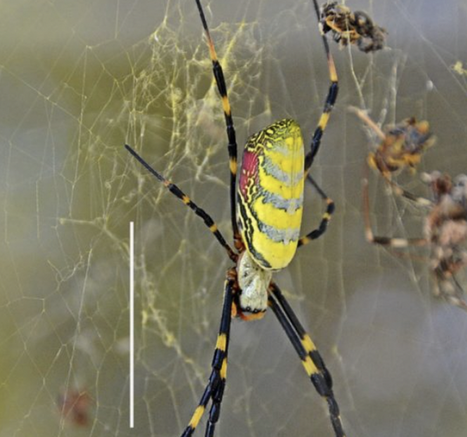 The Joro spider from Asia was first seen in the United States in Georgia in 2013. Clemson University/Provided