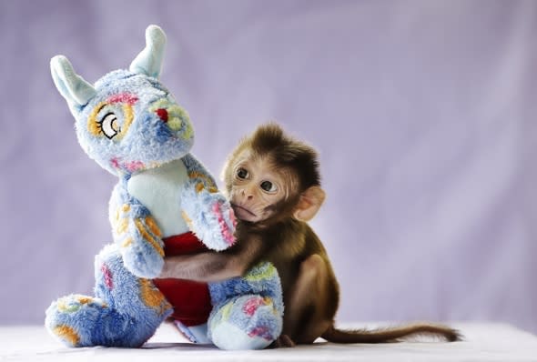 Baby monkey rejected by mum loves his cuddly toy