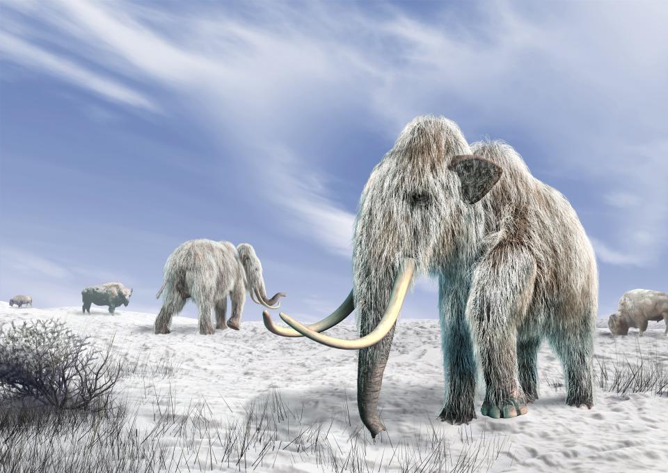 Woolly mammoths. Computer artwork of woolly mammoths (Mammuthus primigenius) and bison (Bison bison) in a snow-covered field.