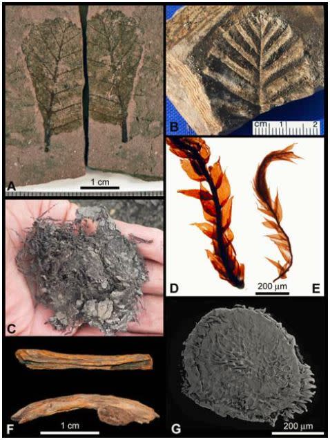 Fossils found in ancient lake sediments on Antarctica's Friis Hills.