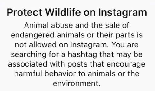 Hashtag #quokkaselfie prompts this alert. Source: Instagram