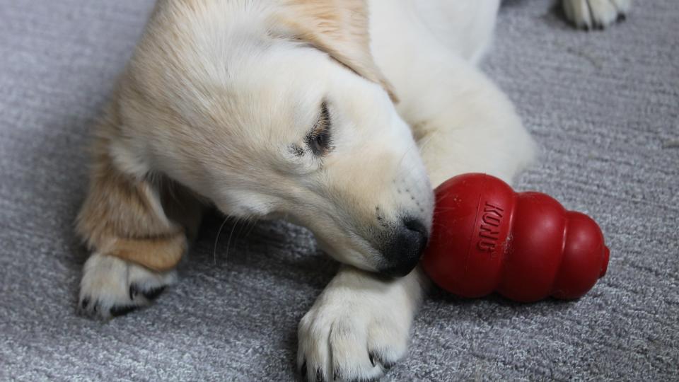 Best gifts for dog lovers: KONG Classic Toy