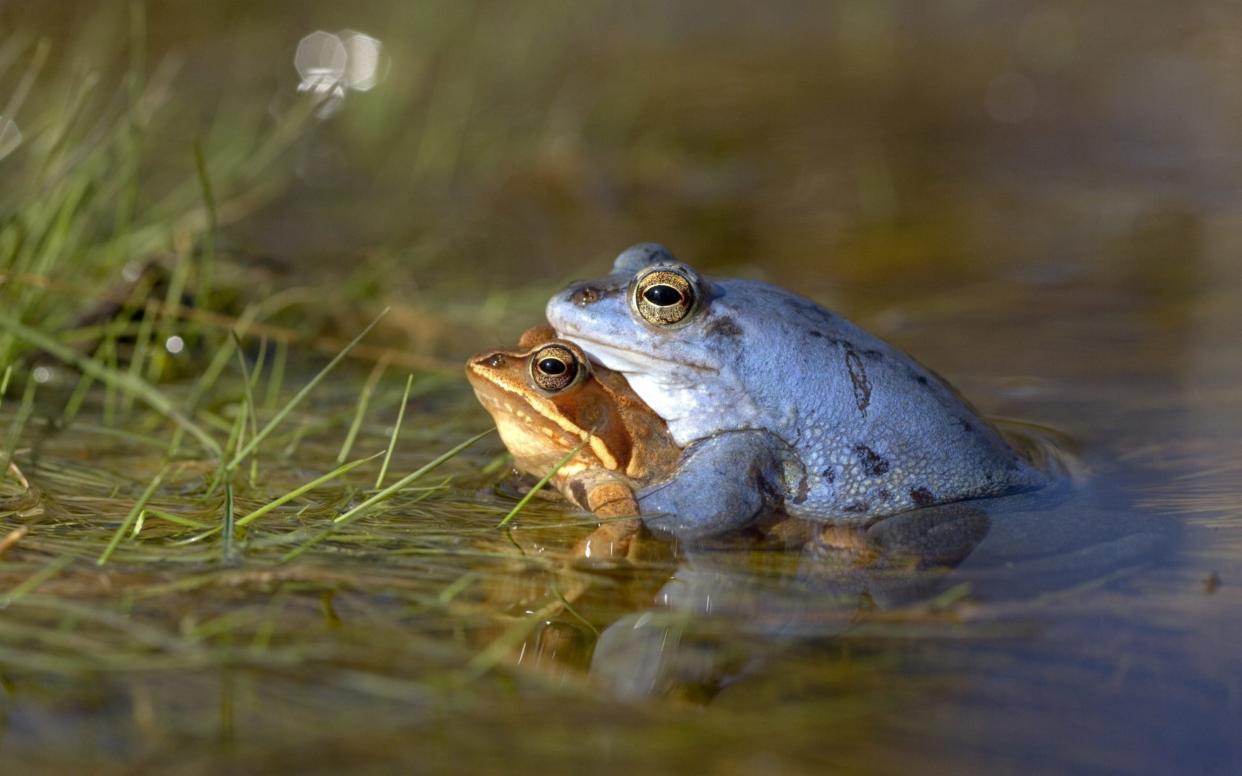 There is some evidence the moor frog once lived in Britain -  ullstein bild