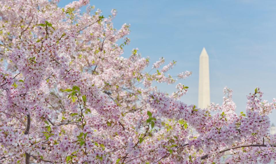 USA, Washington DC, Cherry blossom with Washington Monument in background