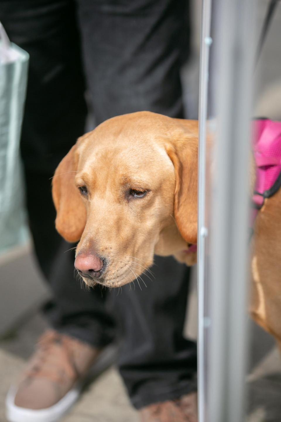 The Northern Echo: Dogs at Bishop Auckland Food Festival.