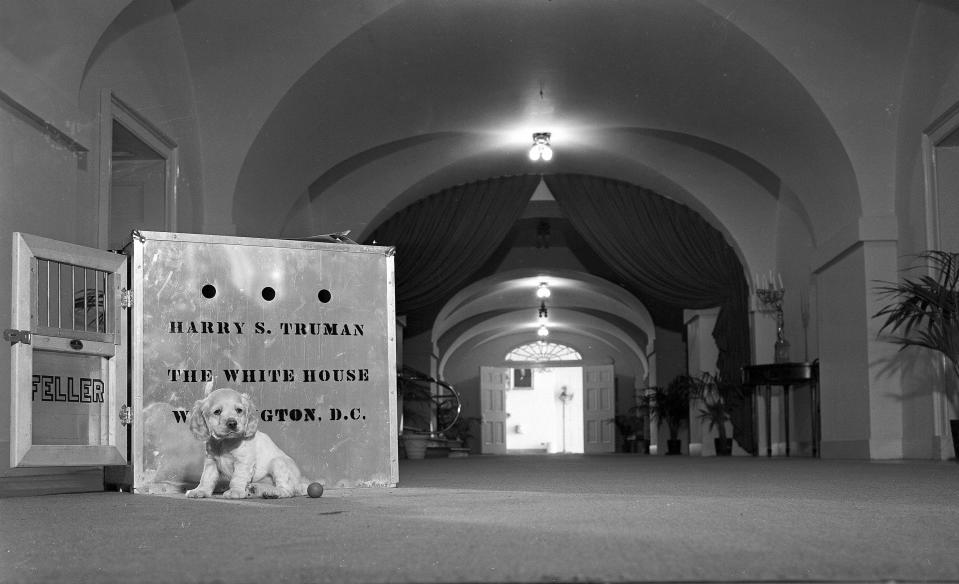 President Harry Truman's dog Feller arrives at the White House in 1947.