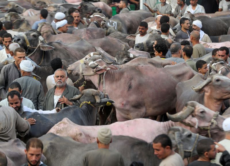 A view of a cattle market in Al Manashi village, ahead of the Muslim festival of sacrifice Eid al-Adha, following the outbreak of the coronavirus disease (COVID-19), in Giza, on the outskirts of Cairo