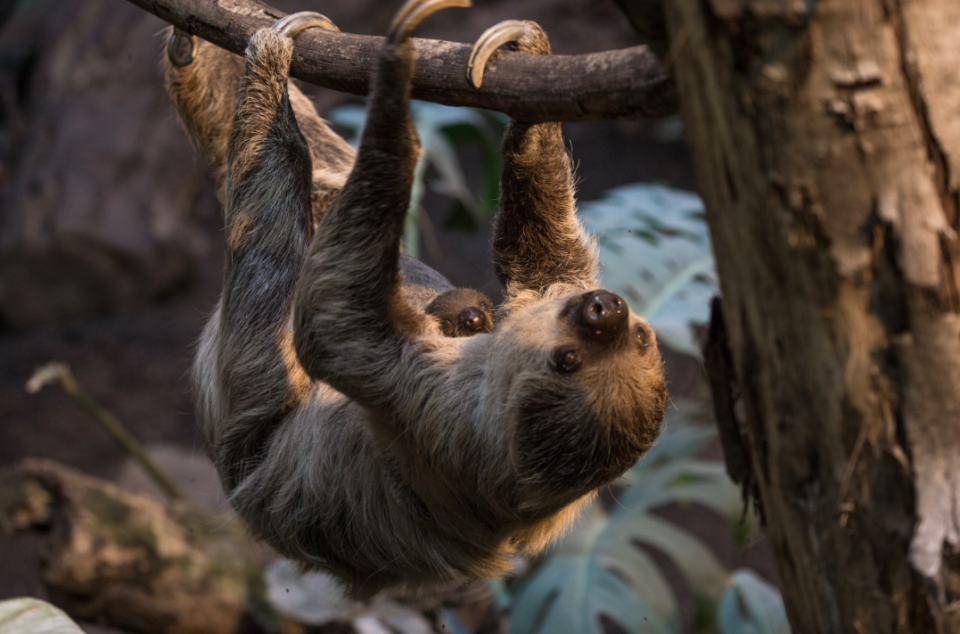 <em>The excitable youngster won’t give his mum much time off on Mother’s Day (London Zoo)</em>