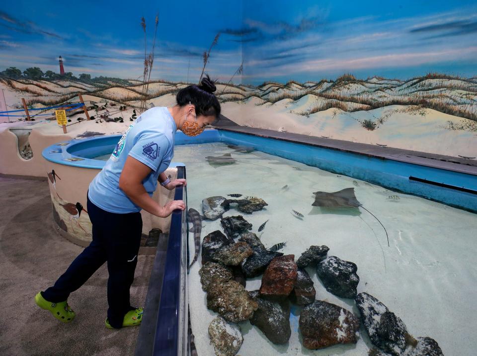 Lindsey Chang, environmental technician at the Marine Science Center, looks in on the touch pool at the center in Ponce Inlet, Friday, Oct. 21, 2022.
