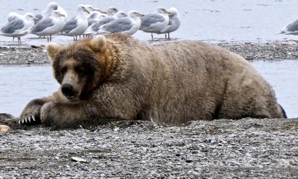 <span>Photograph: National Park Service/Reuters</span>