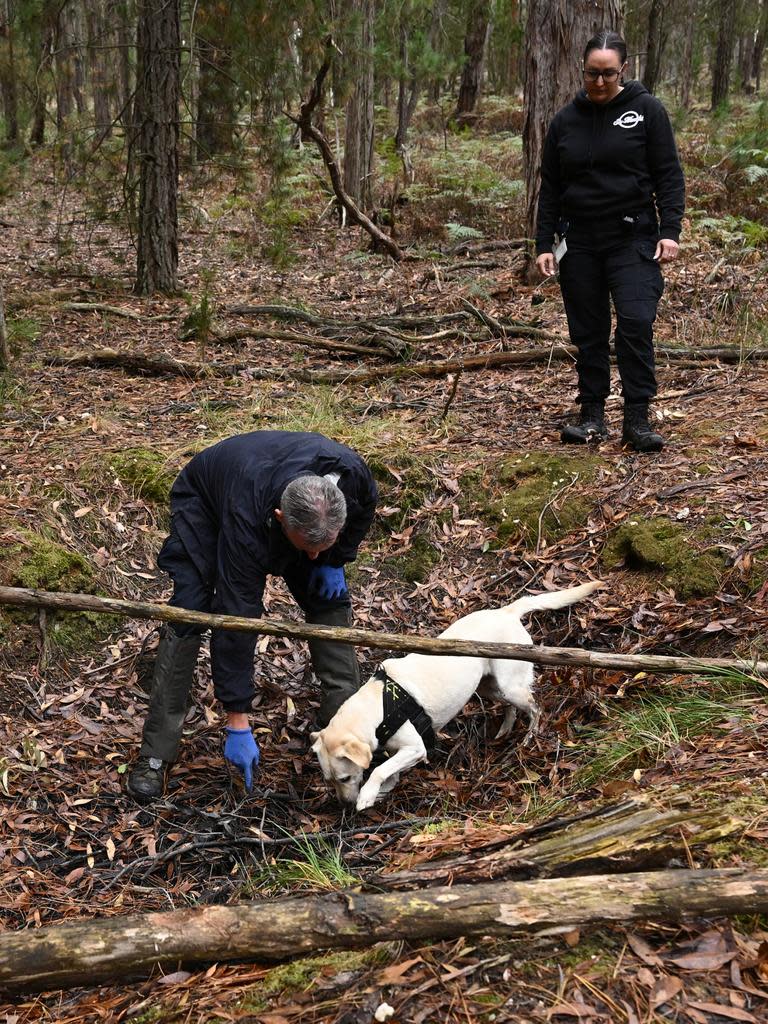 BALLARAT, AUSTRALIA - NCA NewsWire Photos - APRIL 11th, 2024: Police use a cadaver dog during the search for the body of missing woman Samantha Murphy in near Enfield State Park in Ballarat.. Murphy was last seen leaving her home to go for a run in the Canadian State Forest on the morning of February 4. Picture: NCA NewsWire / Joel Carrett