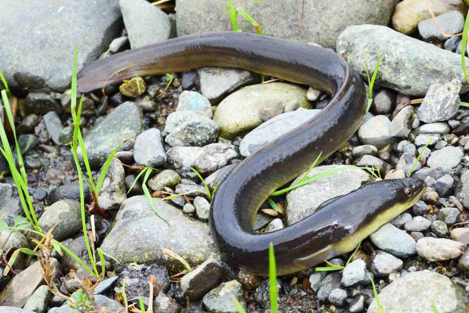 <p>izumi yokoduka/Getty</p> Stock image of a wild eel