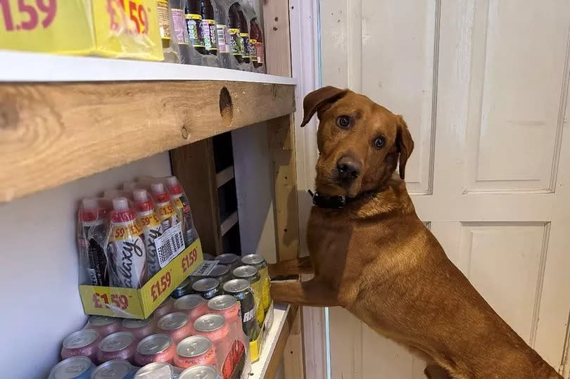 Cooper the tobacco detection dog in action