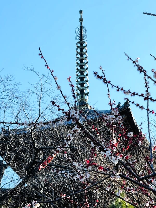 王惠美率團訪日本三溪園 盼讓彰化園藝國際化 彰化縣長王惠美9日率團參訪日本神奈川縣橫濱市的 三溪園，圖為三溪園內從京都移建而來的三重塔頂。 期盼借鏡日式造園的精神，讓彰化園藝國際化，讓更 多國際友人看到彰化的軟實力。 中央社記者楊明珠橫濱攝 113年3月10日 