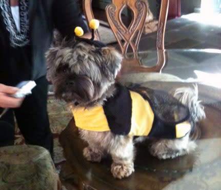 Bentley the Bumblebee