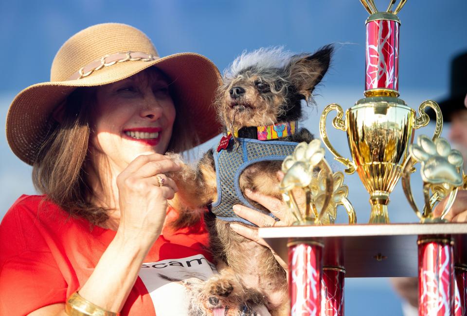 TOPSHOT - Darlene Wright holds up Scamp the Tramp as it is announced that he won first prize in the World's Ugliest Dog Competition in Petaluma, California on June 21, 2019. (Photo by JOSH EDELSON / AFP)        (Photo credit should read JOSH EDELSON/AFP/Getty Images)