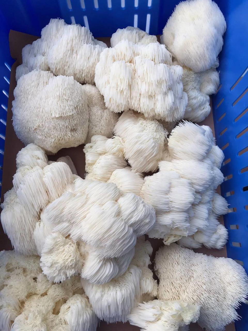 Mushrooms on Main grows and sells these lion’s mane mushrooms, among other exotic varieties of fungi.