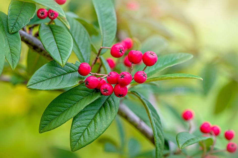 Cotoneaster Red Berries on Green Foliage