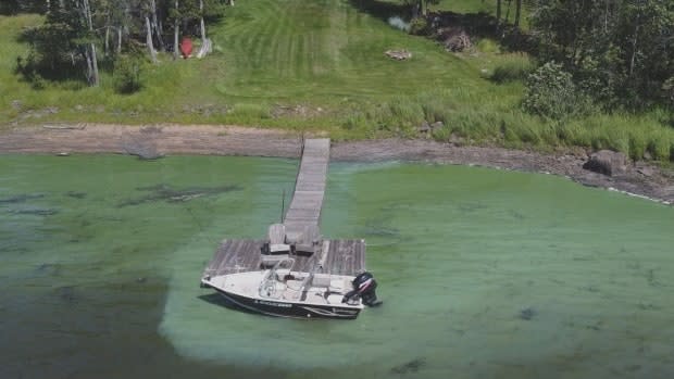 Unbelievably visible' blue-green algae cropping up in more N.B.