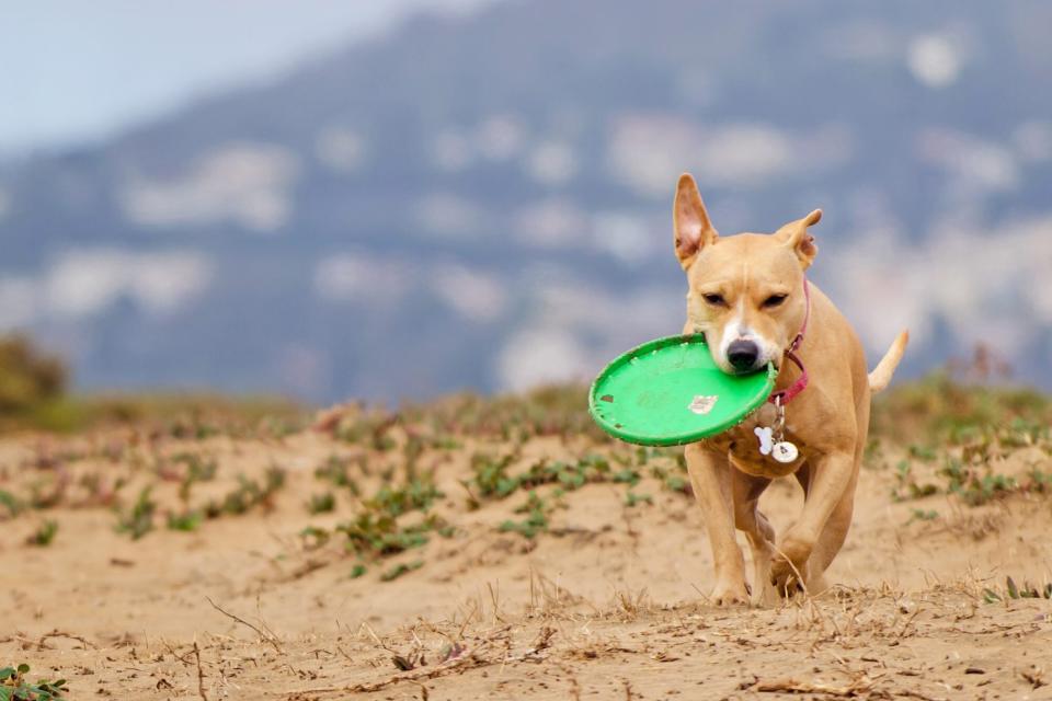 dog running with a frisbee in his mouth on dog-friendly Fort Funston beach in San Fransisco