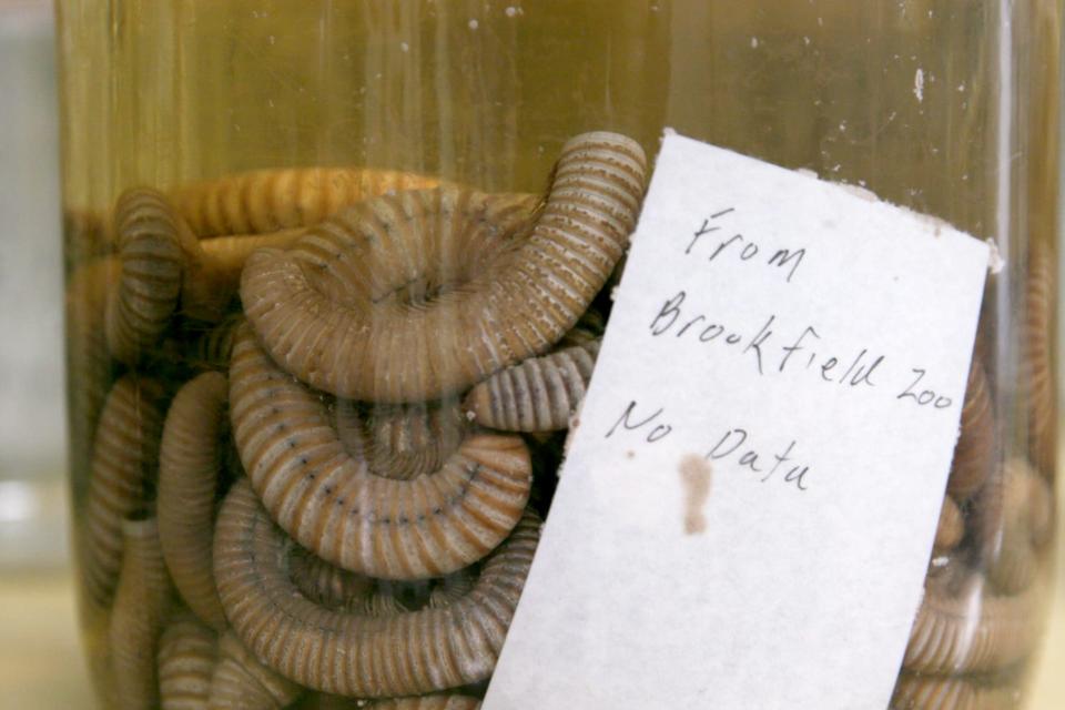 A jar of embalmed animals at Chicago's Field Museum.